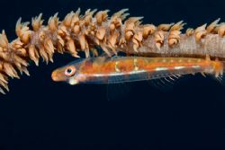 Whip coral goby by Andy Lerner 